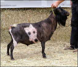 Urban Acres PP Gypsy Cob side view