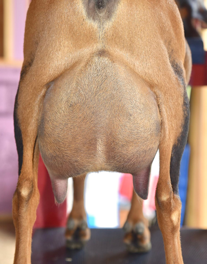Old Mountain Farm Raimy Quinn rear udder