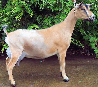 Camanna CS Moonlight Sonata side view