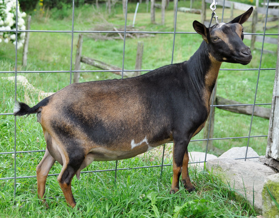 Old Mountain Farm Tianna Quinn side view