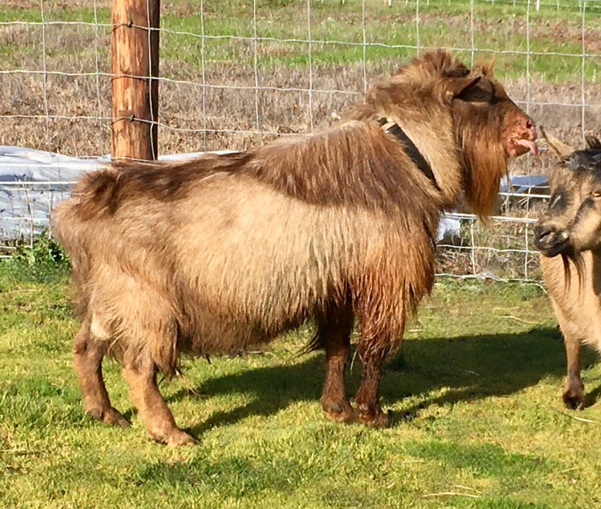  Old Mountain Farm Asha Quinn side view