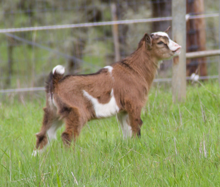 Oak Apple Audax kid side view