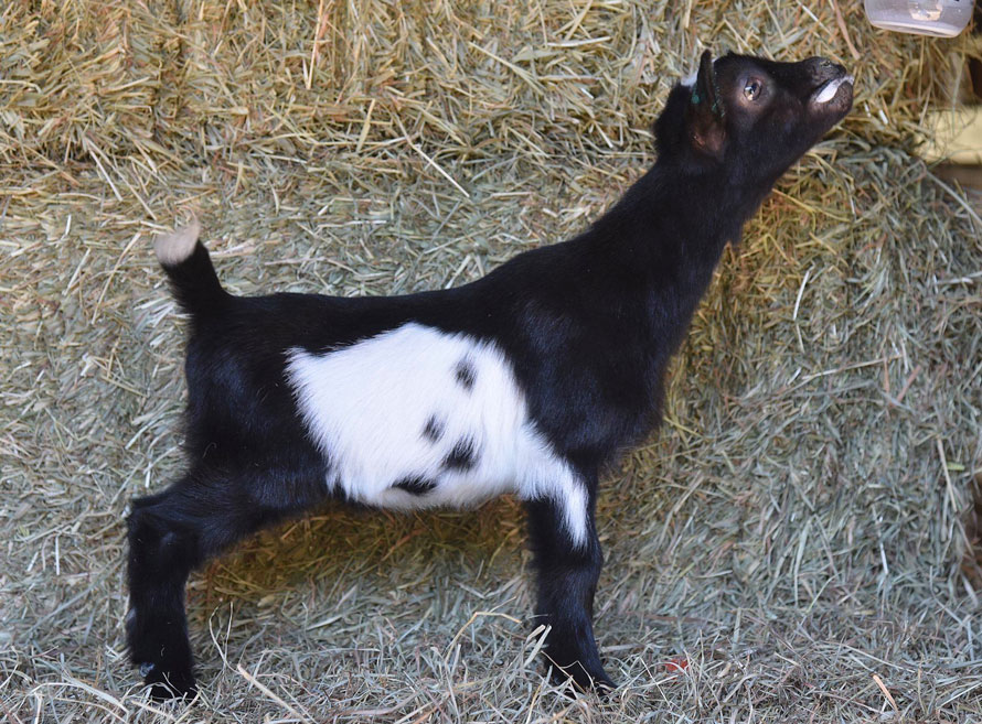 Old Mountain Farm Contender side view