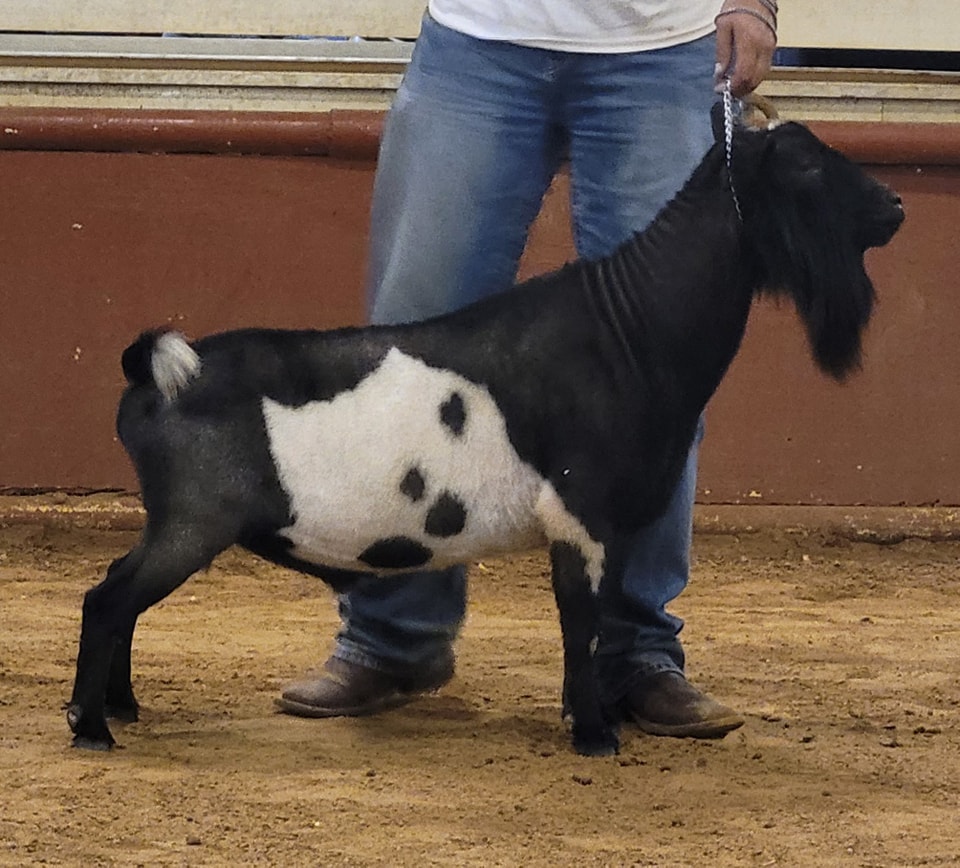 Old Mountain Farm Contender side view