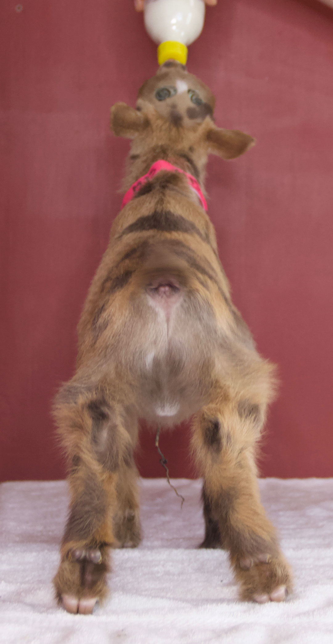 Oak Apple Pegasus rear view