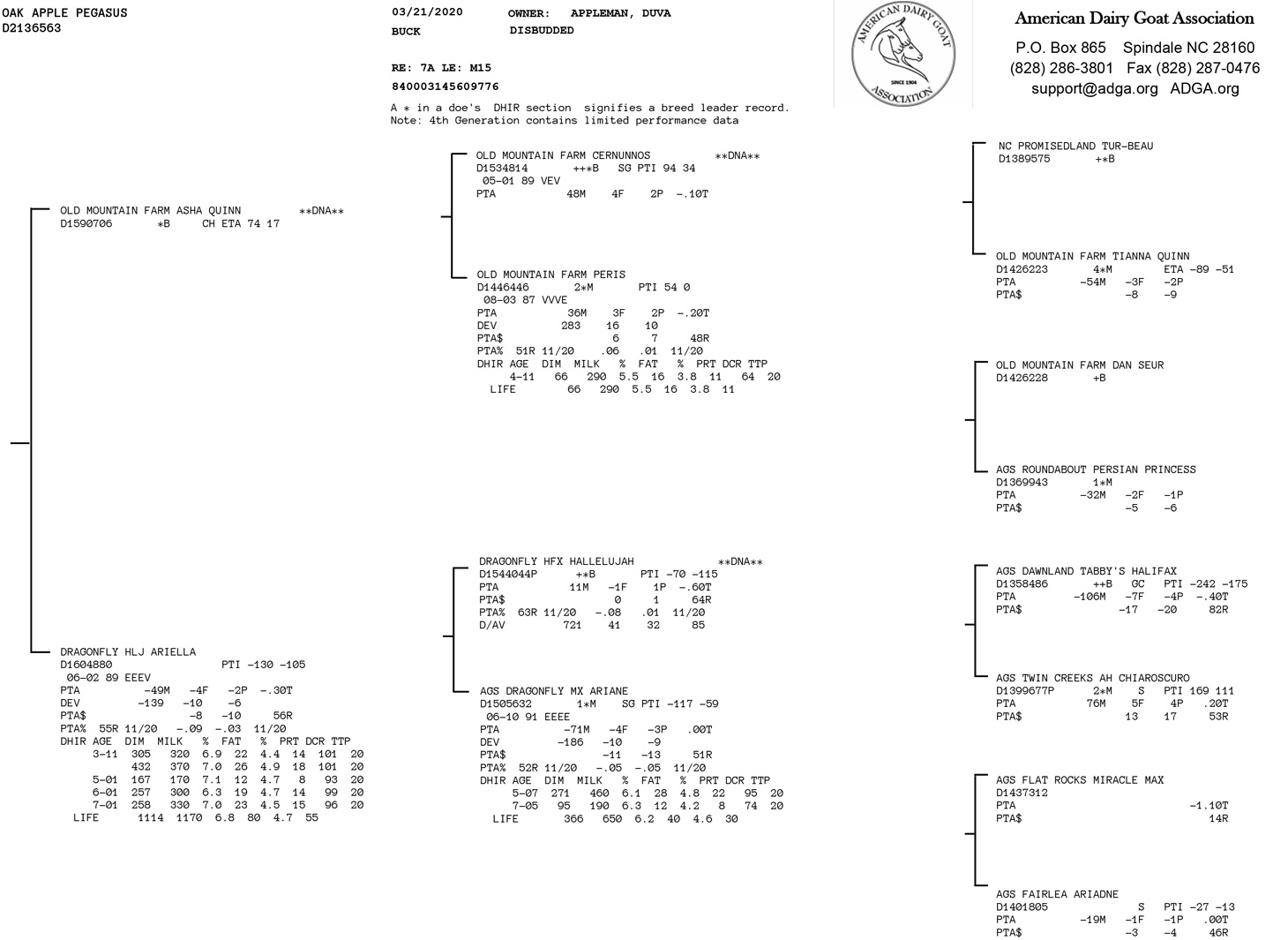 Oak Apple Pegasus pedigree