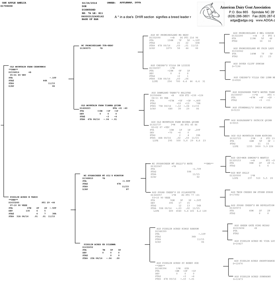 Oak Apple Amelia pedigree