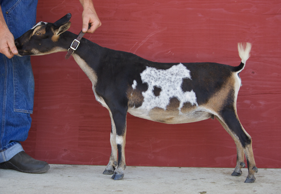 Old Mountain Farm April 1st yearling