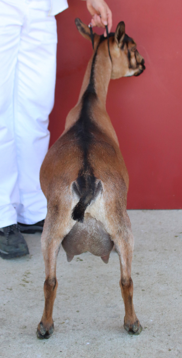 Oak Apple Arduinna rear view