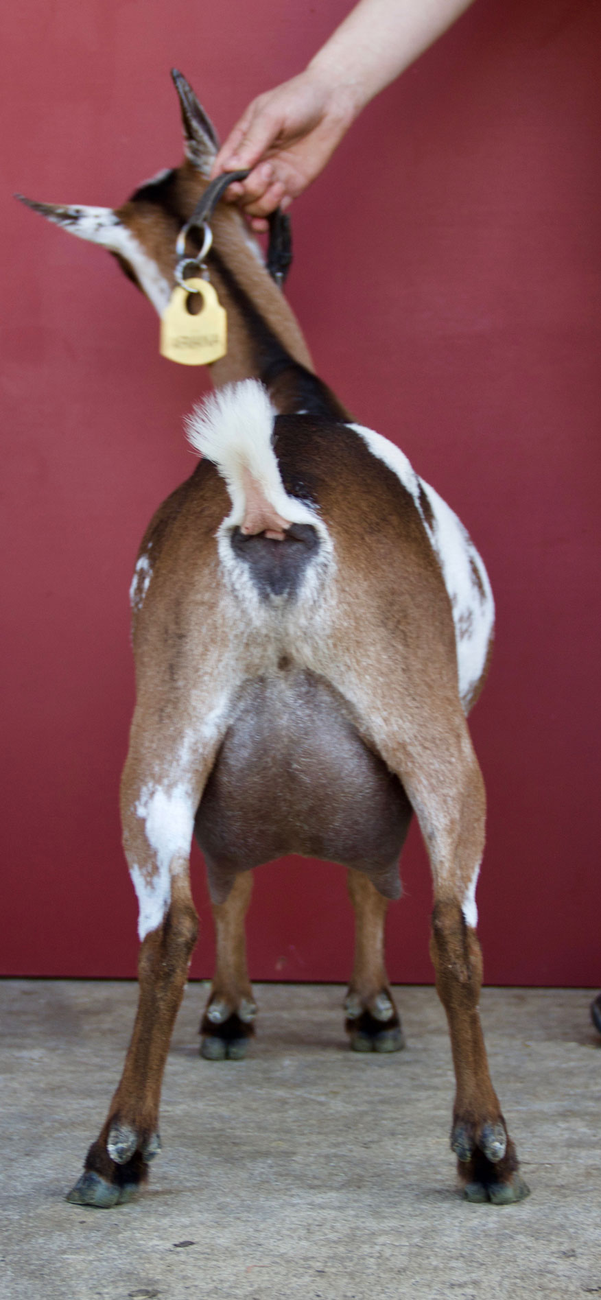 Oak Apple Ariana rear view