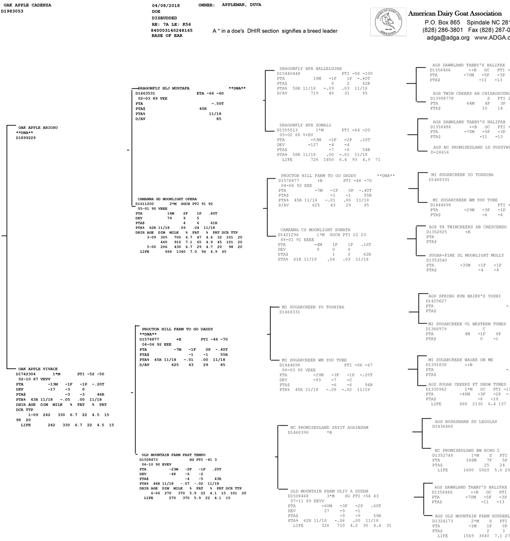 Oak Apple Cadenza pedigree