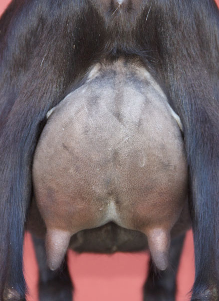 Sugar Moon V Java Pepper rear udder 2016