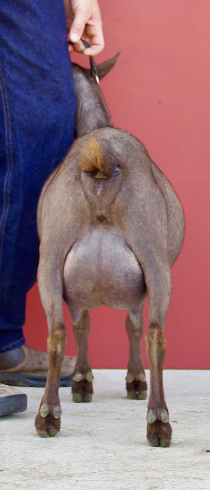 Oak Apple Kireina rear udder 2017