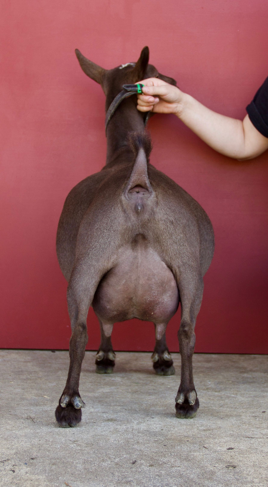 Oak Apple Kireina rear udder
