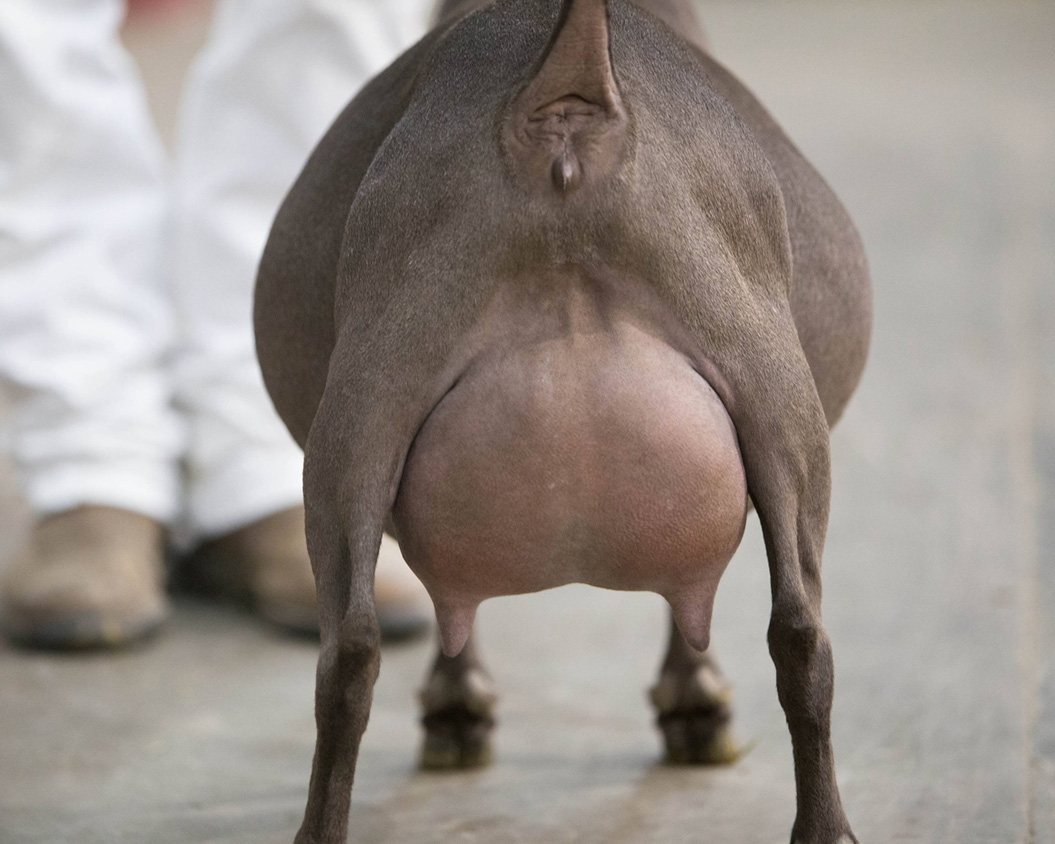 Oak Apple Kireina rear udder