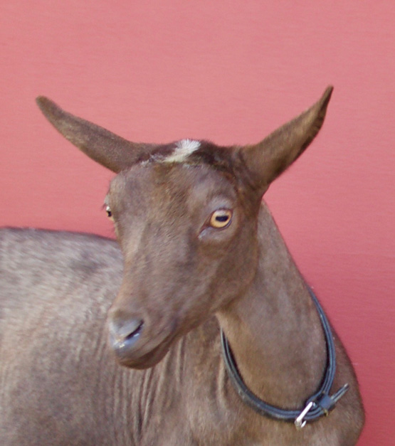Oak Apple Kireina head