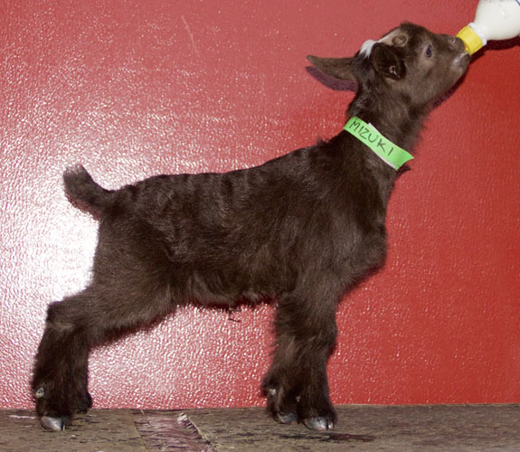 Oak Apple Kireina kid