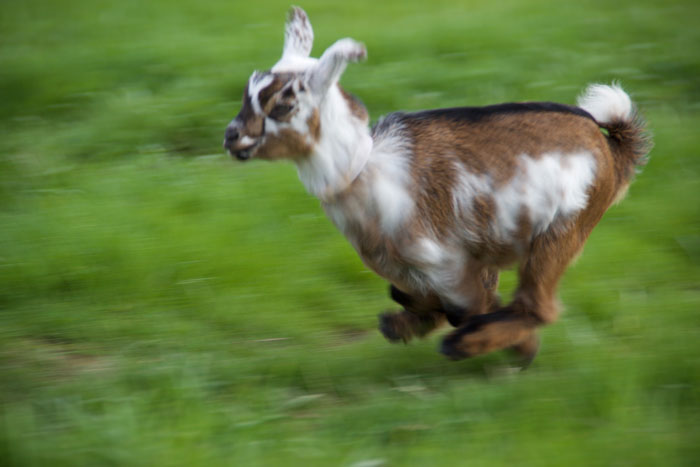 Oak Apple Lily Pons kid running