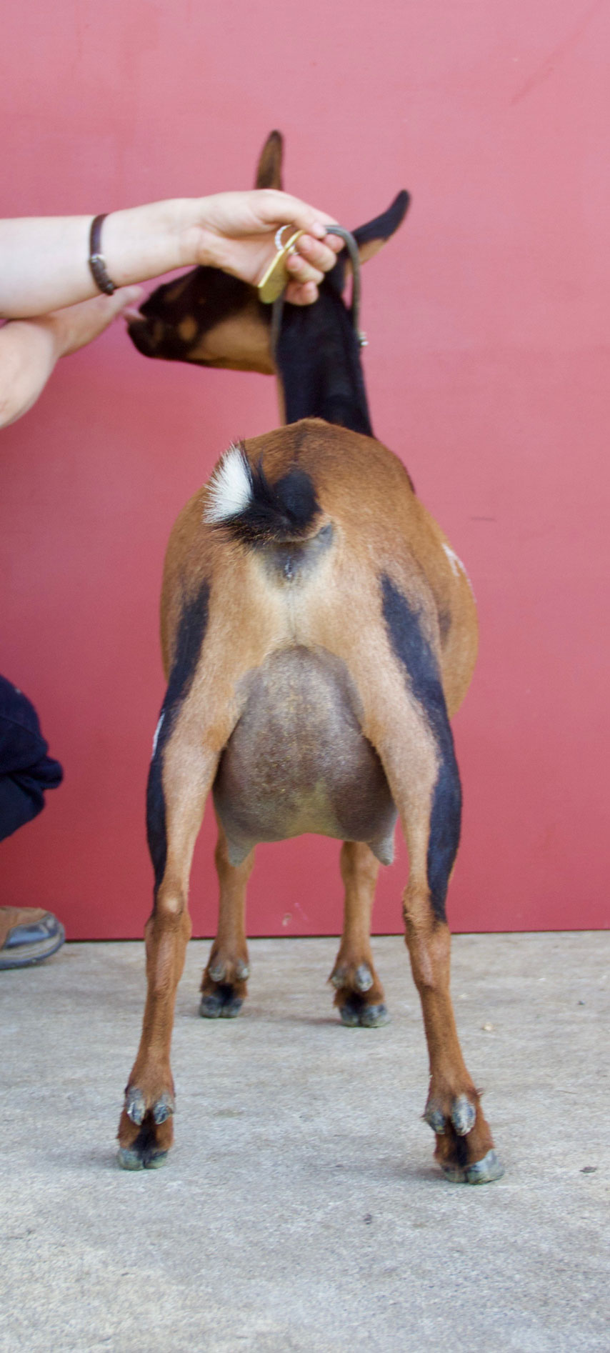 Oak Apple MaryB rear view