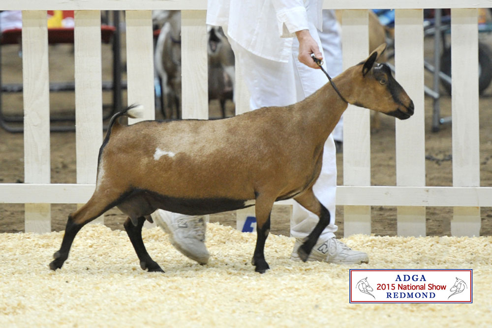 Camanna GD Moonlight Opera 2015 ADGA Nationals side view