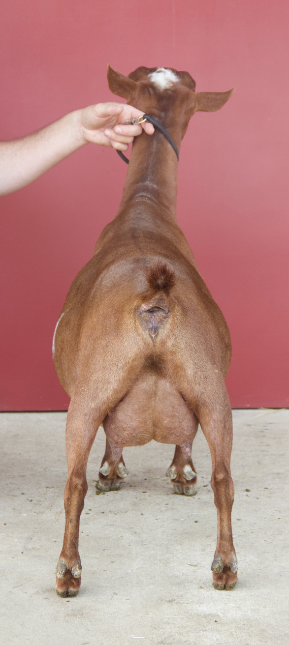 Oak Apple Seria 2019 ADGA Nationals rear view