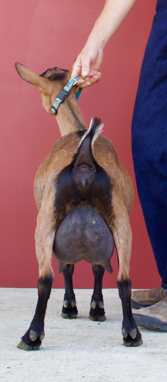 Oak Apple rear udder 2017
