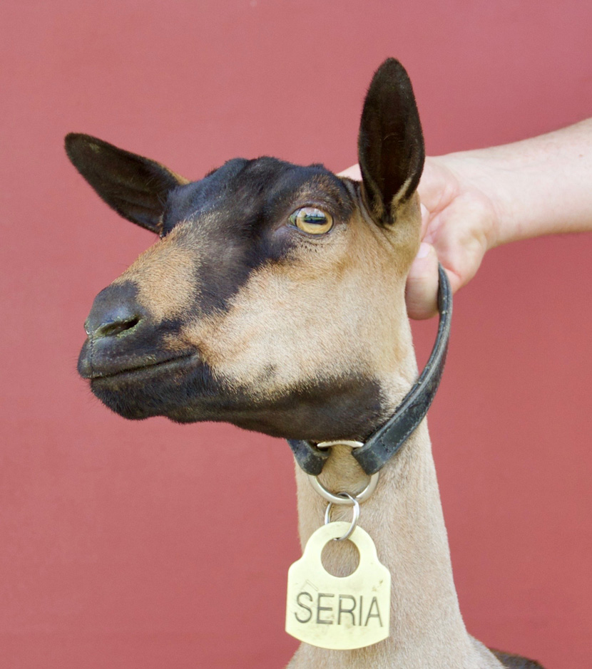 Oak Apple Seria head