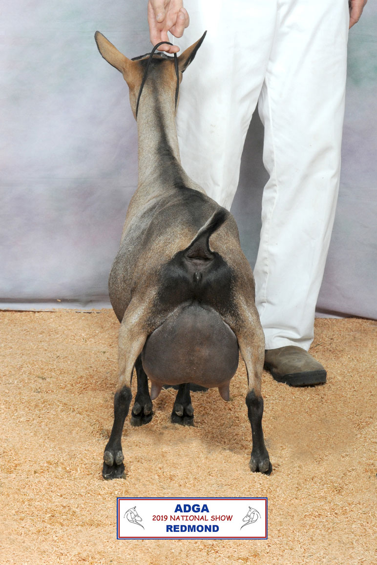 Oak Apple Seria 2019 ADGA Nationals rear view