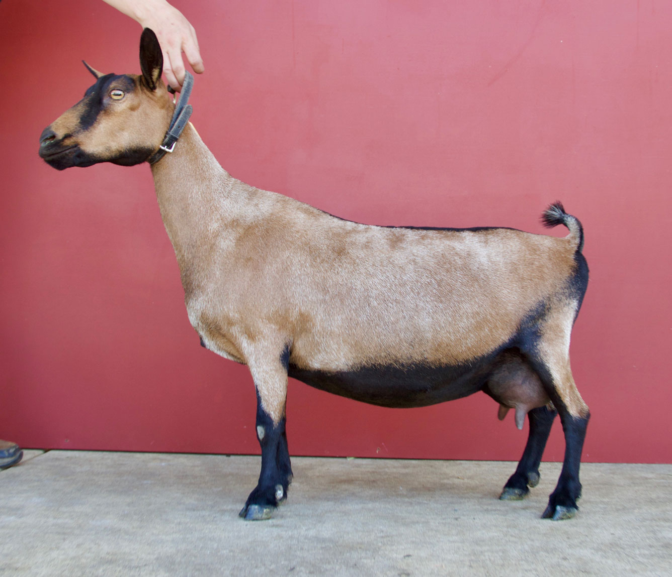 Oak Apple Seria 2019 side view