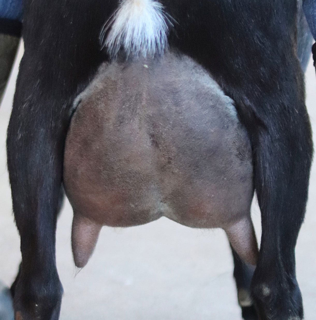 Oak Apple Aziza rear view