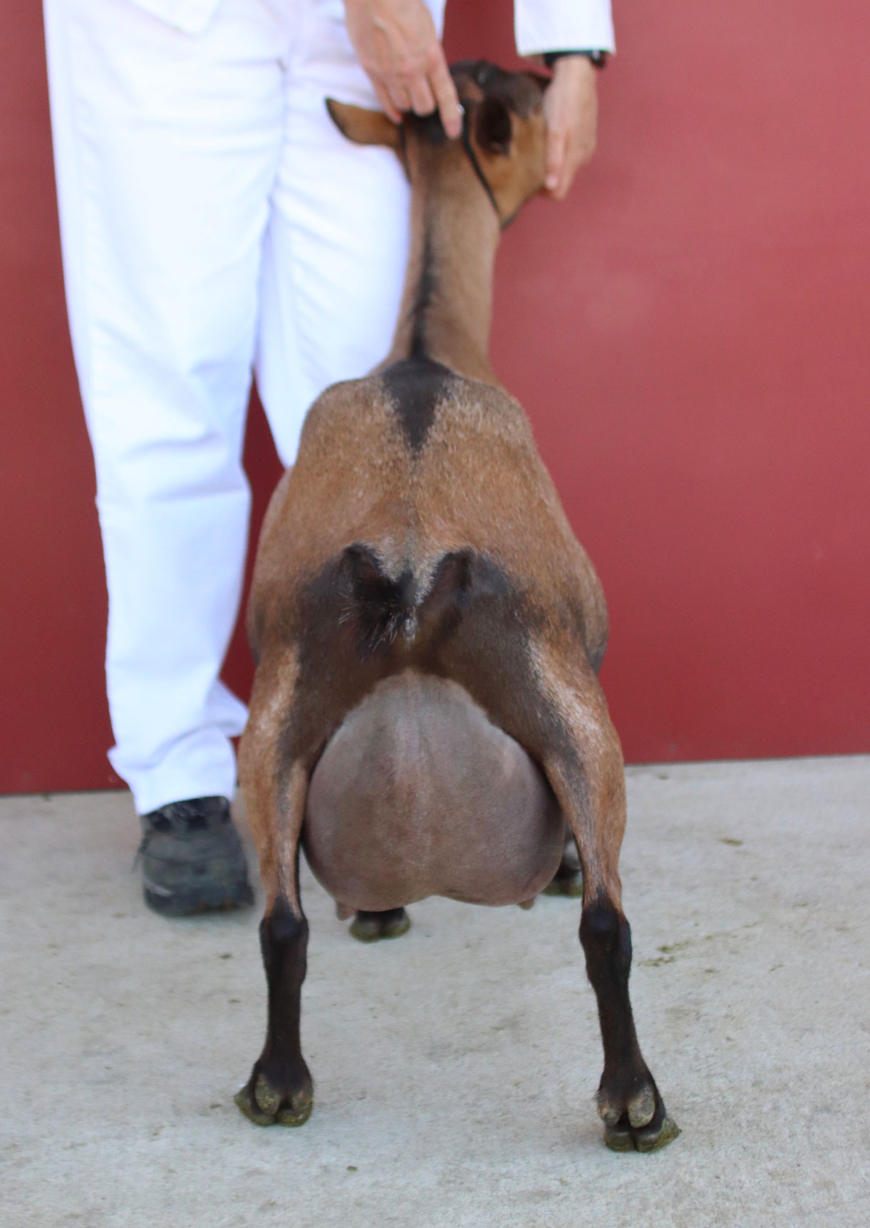 Oak Apple Aziza rear view