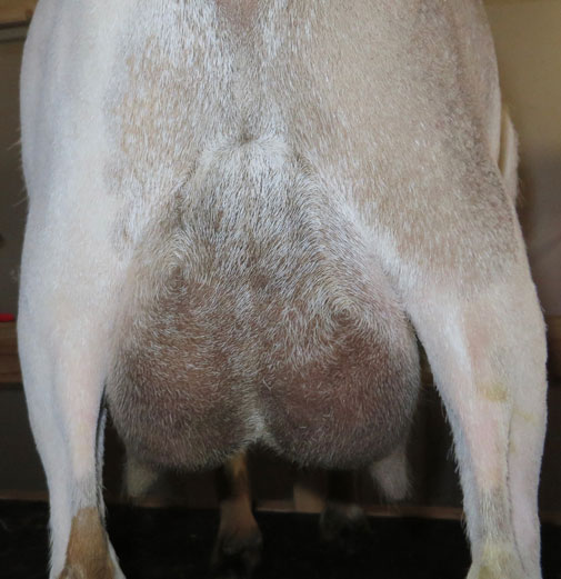 Dragonfly HLJ Ariella rear udder 2016