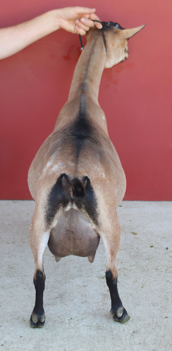 Oak Apple Ariana rear view