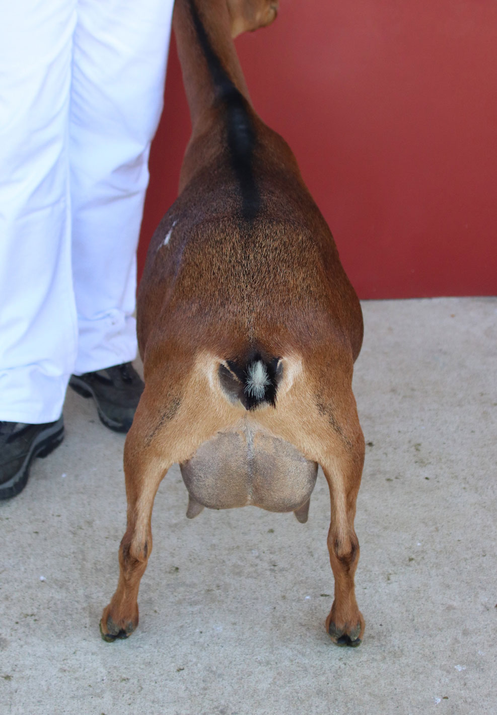 Oak Apple Brava rear view