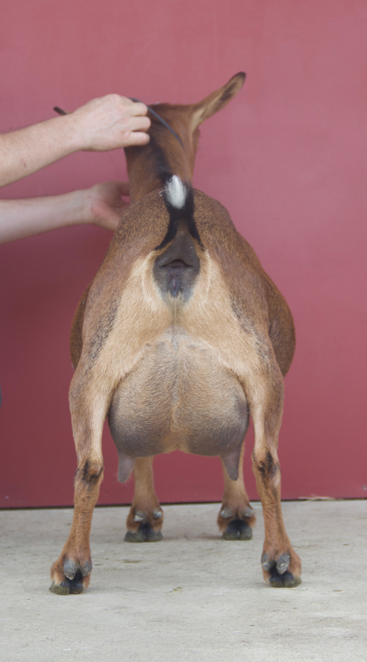 Oak Apple Brava rear view