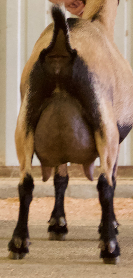Oak Apple Buffa Rear Udder 2018