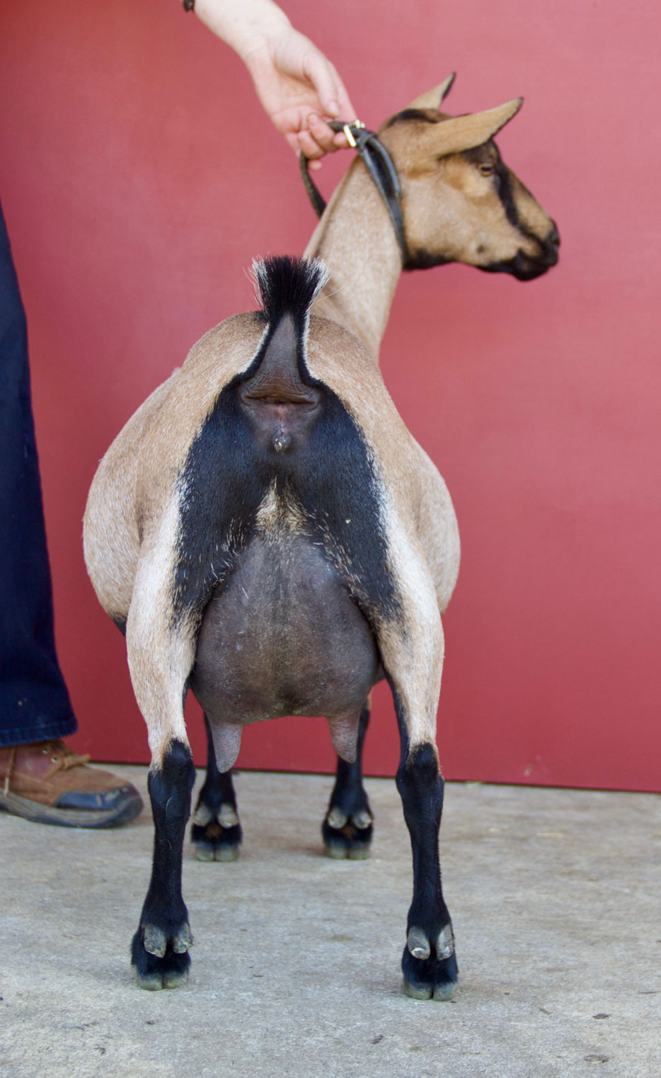 Oak Apple Buffa Rear Udder 2018