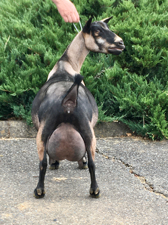 Oak Apple Cassi side view