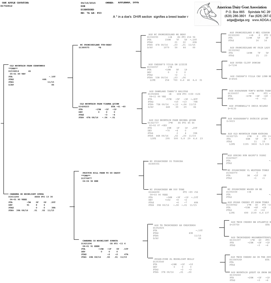 cavatina pedigree