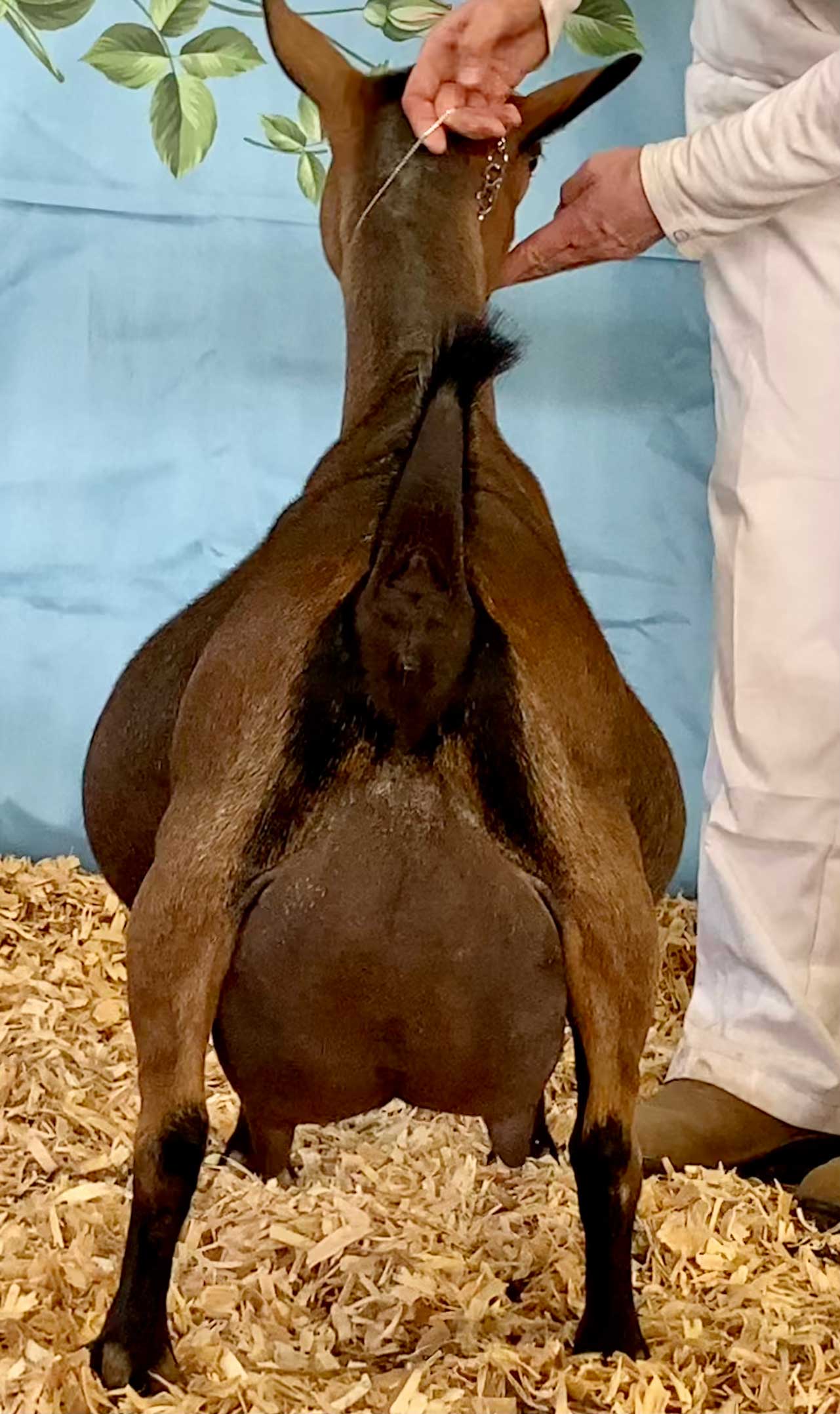 Oak Apple Cendrillon rear view