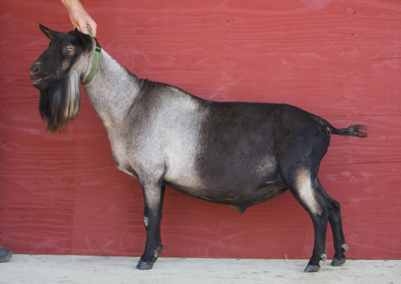 Old Mountain Farm Cernunnos side view