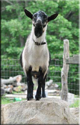 Old Mountain Farm Cernunnos yearling front view