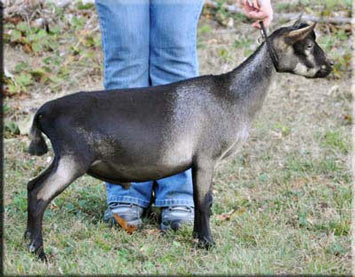 Old Mountain Farm Cernunnos yearling side view