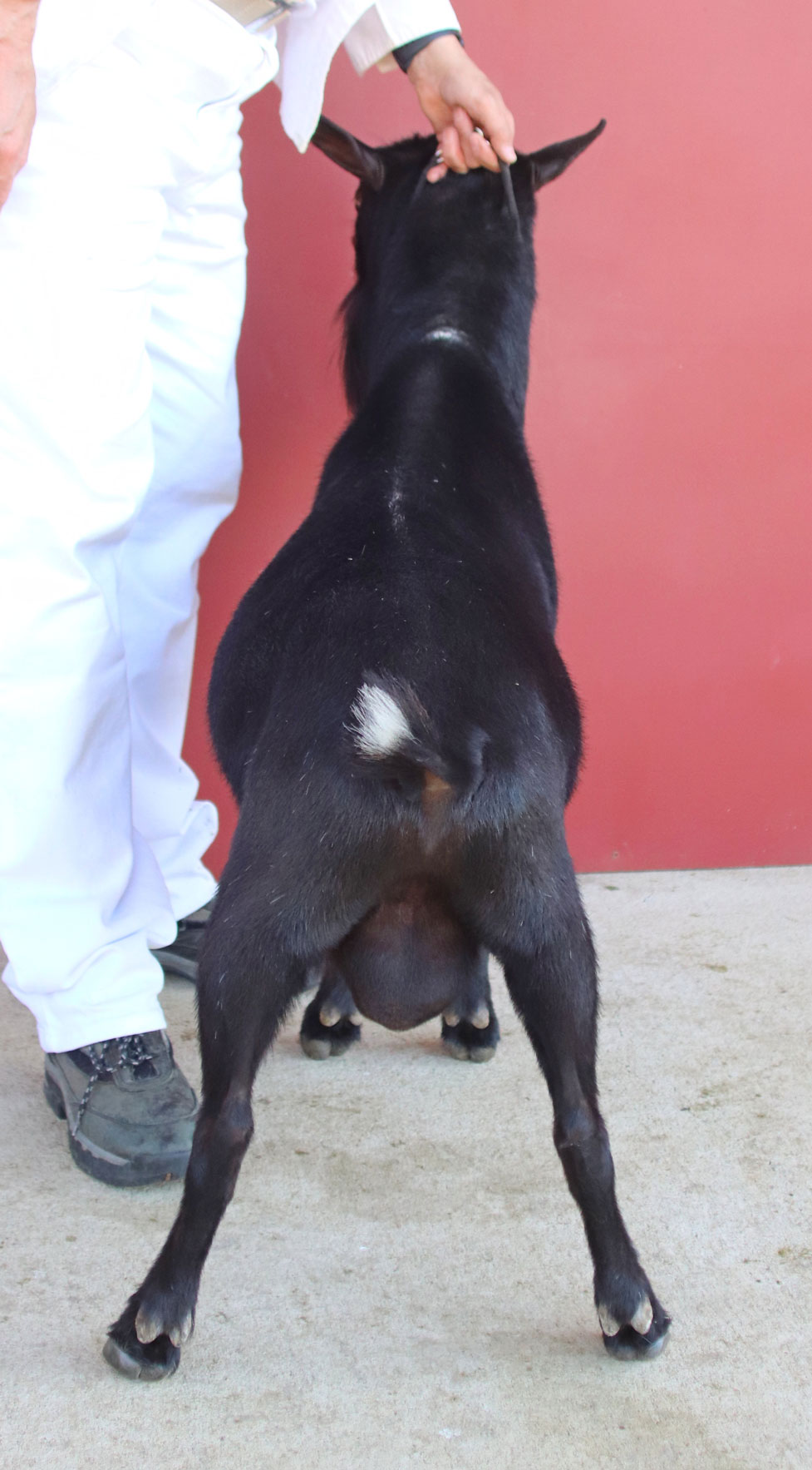 Oak Apple Ciaran rear view
