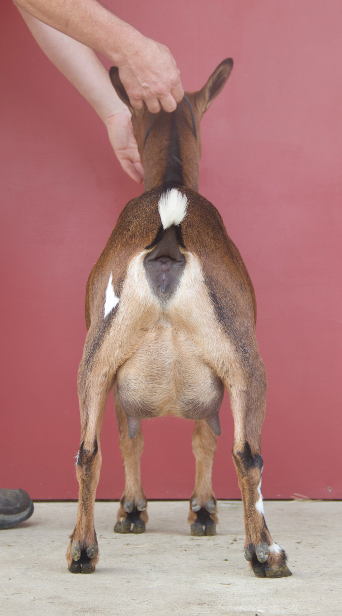 Oak Apple Beverly rear udder