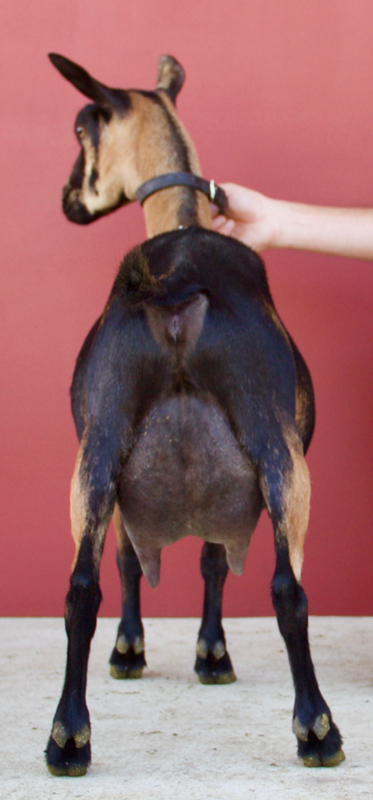 Oak Apple Mocha rear view