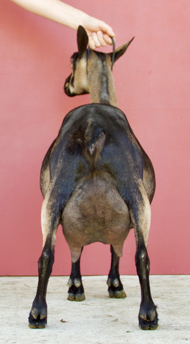 Oak Apple Mocha rear view