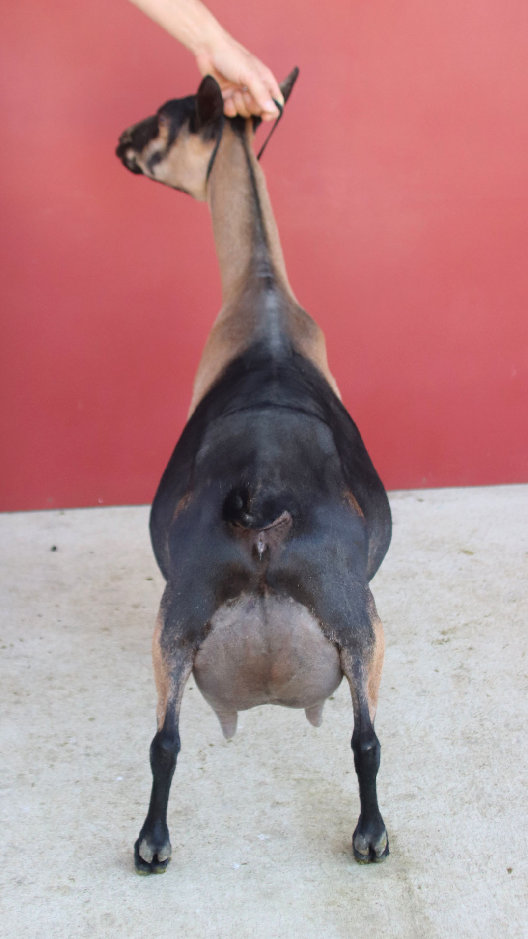 Oak Apple Mocha rear view