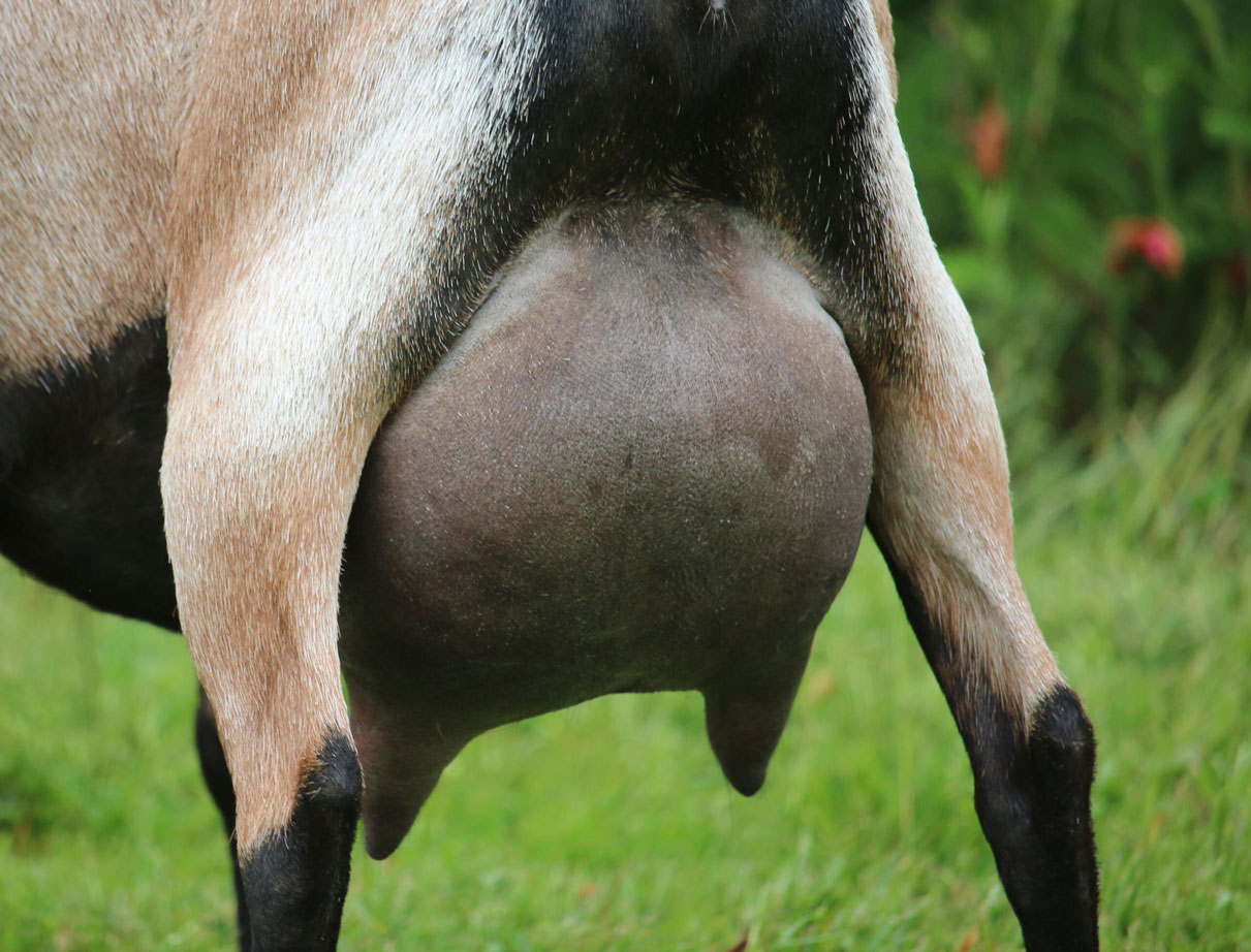 Oak Apple Sonatina udder