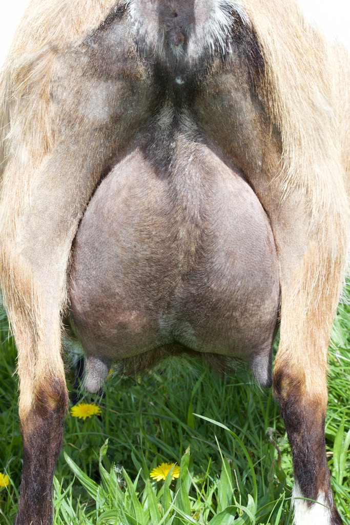 Piddlin Acres W Taboo rear udder